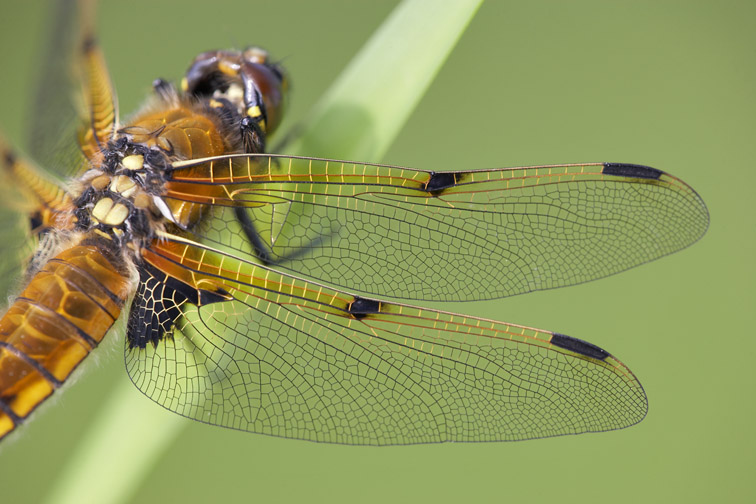 Four-spotted Chaser (Libellula quadrimaculata) close-up of wing of newly- emerged immature female at rest on vegetation. Scotland. May 2008